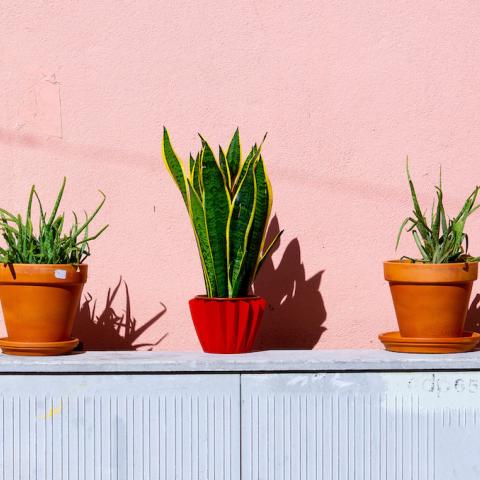 drie potten met planten voor roze muur