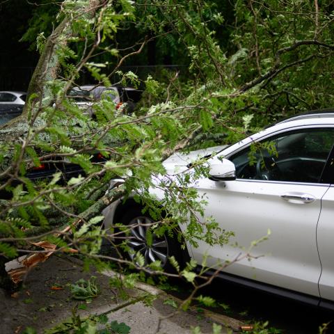 Auto onder omgevallen boom Auto onder omgevallen boom