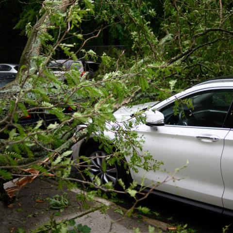 Auto onder omgevallen boom