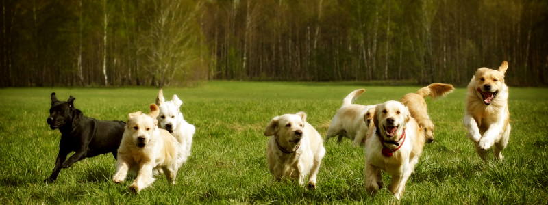 Rennende Golden Retrievers Een groep vrolijke Golden Retrievers rent samen door een groene weide met bomen op de achtergrond.